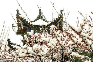 描寫梅的著名詩句古詩詞