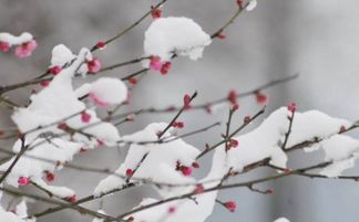 關于山春水雪的詩句古詩大全