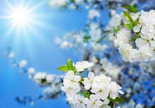 關(guān)于梨子花的詩句