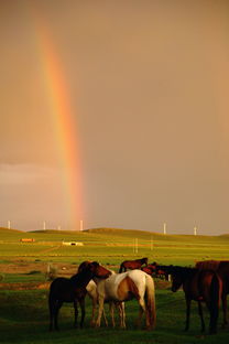 詩(shī)句,草原,保護(hù)