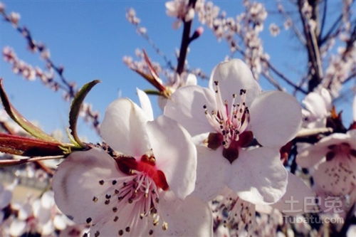 有關(guān)杏花的古詩句和賞析