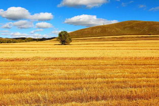 描寫秋天桂花的詩句古詩