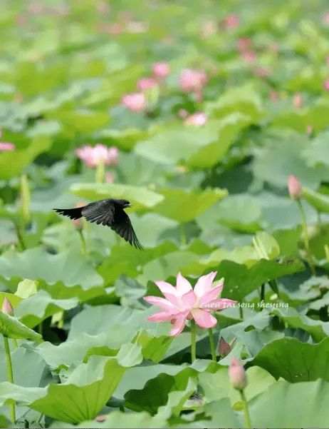 兩句,詩句,詞語