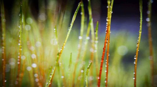 詩(shī)句,春光,陶醉