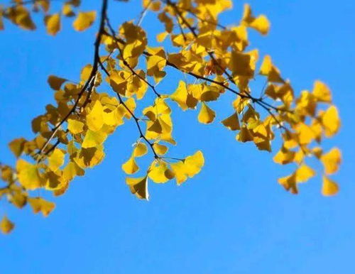 秋葉,古詩,詩句,秋雨