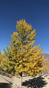 舒婷關(guān)于秋的詩(shī)句