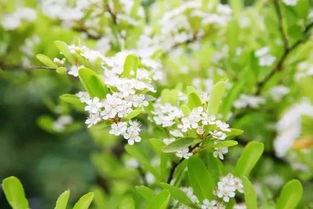 關(guān)于桑葉的詩(shī)句古詩(shī)詞