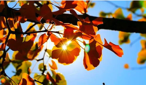 關(guān)于秋天風(fēng)的詩句古詩,有關(guān)秋天的詩句古詩,寫秋天的詩句古詩3年級