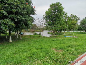 關(guān)于林徽因贊揚(yáng)梅花的詩(shī)句