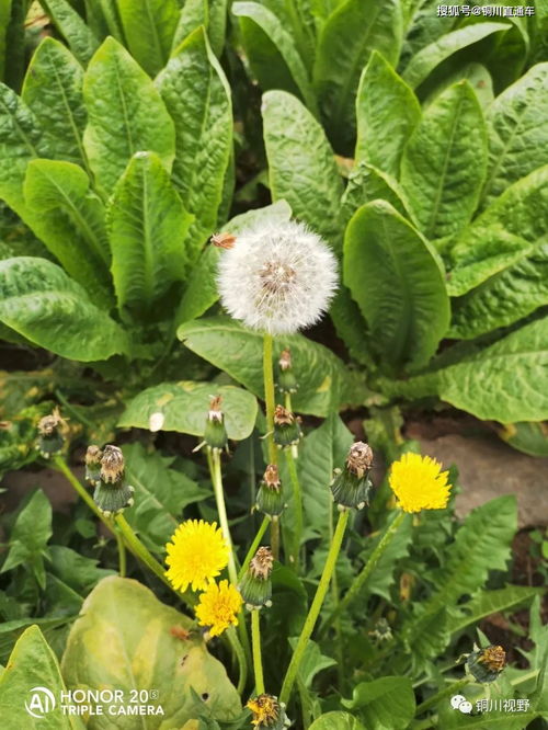 描寫田野春意盎然的詩句,描寫春意盎然熱鬧的詩句,描寫春天春意盎然詩句