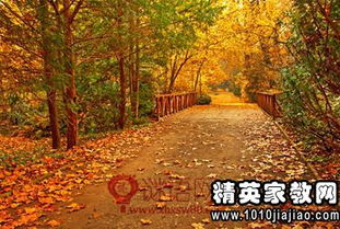 形容落葉的句子唯美詩句,形容冬天落葉的句子唯美的詩句,形容秋天落葉的詩句