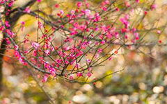 我愛梅花作文開頭