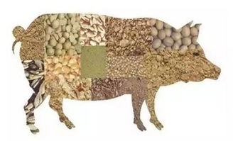 生豬飼養(yǎng)中的五大誤區(qū)(商業(yè)模式中的五大“誤區(qū)”)