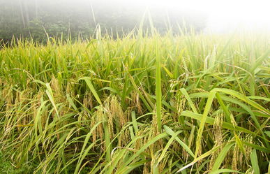 描寫秋天豐收稻谷的作文開頭