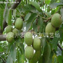 核桃種植項(xiàng)目合同(核桃種植項(xiàng)目建議書)