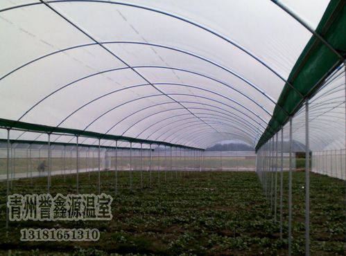 蔬菜大棚的建設技術(蔬菜大棚實習目的)