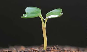 選擇信念作文開頭