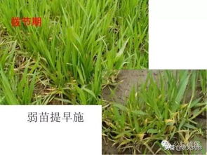 苜蓿高產(chǎn)栽培管理與加工調(diào)制(苜蓿的栽培與應(yīng)用)