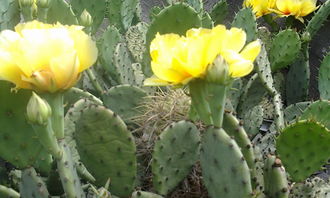 仙人掌的頑強精神作文開頭