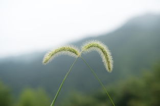 鄉(xiāng)村生活作文的好開頭