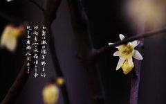 寫梅花的作文800字開頭