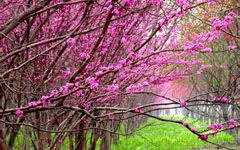 春天公園作文開頭