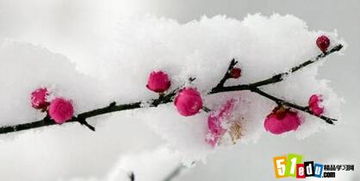 寒梅作文開頭法