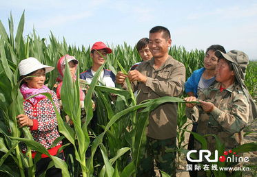 制種玉米經(jīng)驗(yàn)交流(玉米制種合同)