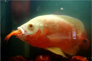 關(guān)于魚的美食作文的開頭