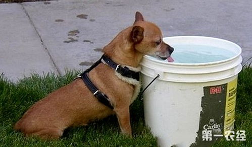 寵物飼養(yǎng)的誤區(qū)(貍花貓飼養(yǎng)的誤區(qū))