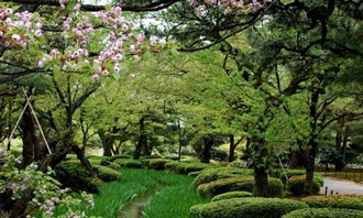 讓地球環(huán)境更美作文600字作文開頭