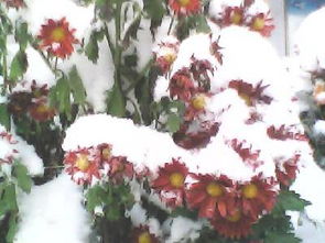 今冬,作文,一場(chǎng)雪,開頭