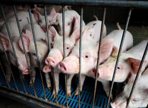 關(guān)于發(fā)展本地牲豬養(yǎng)殖項目資金的申請(養(yǎng)豬項目資金申請報告)