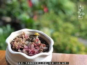 描寫多肉的作文開頭