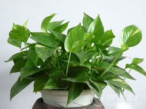 綠蘿100作文開頭