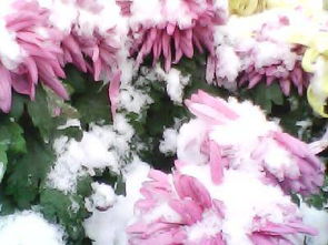 今冬的第一場(chǎng)雪作文500字,今冬的第一場(chǎng)雪作文400字,今冬的第一場(chǎng)雪作文結(jié)尾