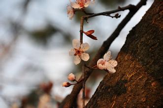 秋風起了的作文開頭