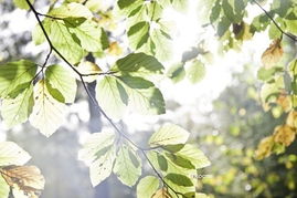 閃光的日子作文開(kāi)頭