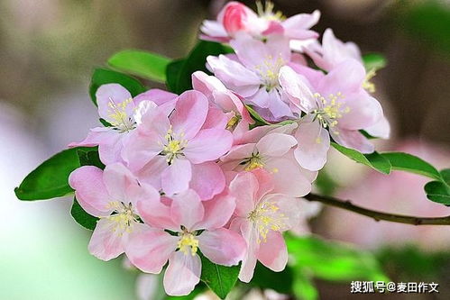 小學(xué)作文引用名言的開(kāi)頭