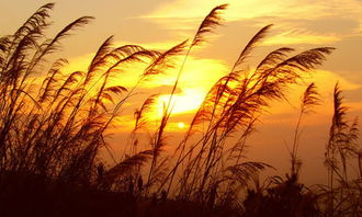 秋日的校園作文開頭,秋日暖陽作文開頭,秋日小景作文開頭