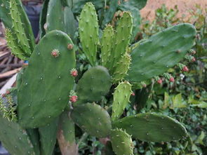 仙人掌的影響作文的開頭