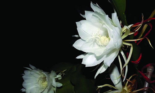 曇花作文的開頭