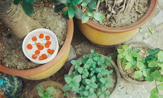 夜空作文800字作文開頭