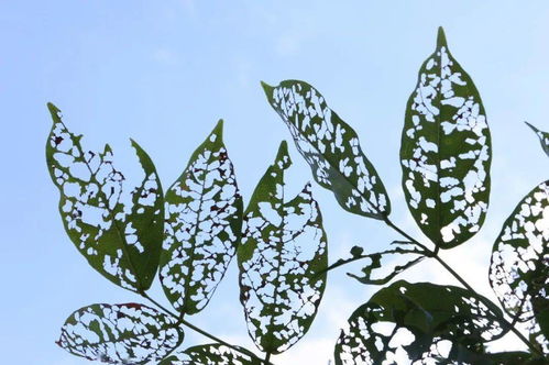 一片葉子作文開頭