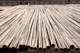 竹子作文(有關(guān)于竹子的作文)