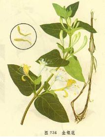 關(guān)于金銀花的作文(關(guān)于金銀花的作文)