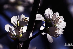 春天的期待作文的開頭結(jié)尾