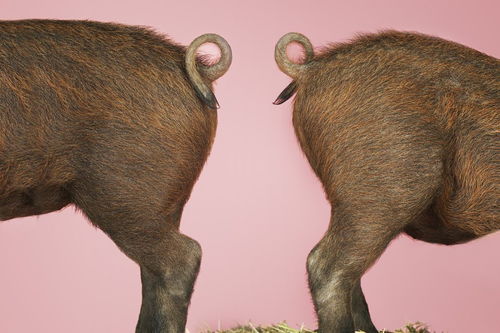 保護野生動物作文開頭,保護野生動物作文開頭結(jié)尾,保護野生動物作文