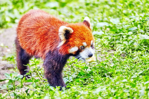 大熊貓作文提問式開頭