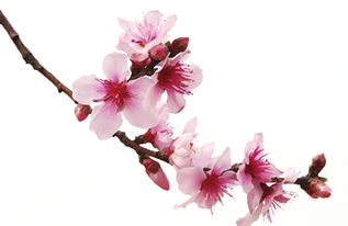 我喜歡春天的桃花的作文開(kāi)頭